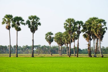 Toddy veya şeker palm