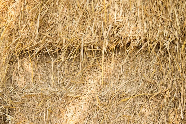 Dry yellow hay — Stock Photo, Image