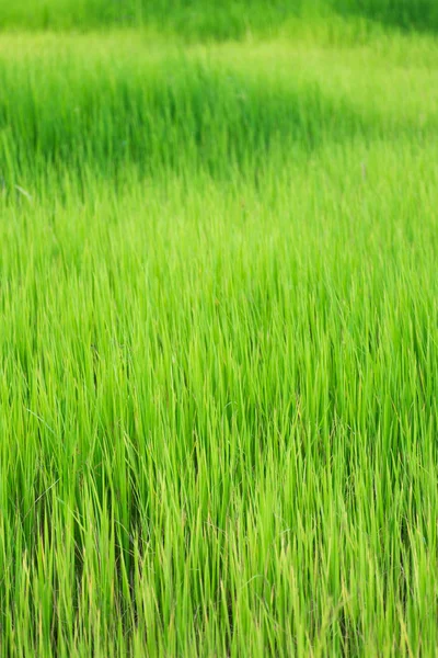 Green paddy Rice filed — Stock Photo, Image
