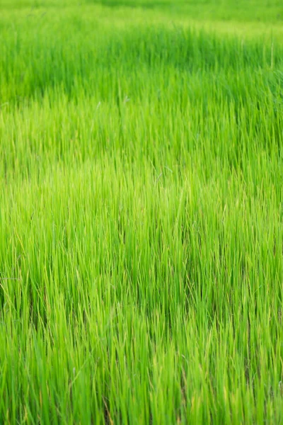Green paddy Rice — Stock Photo, Image
