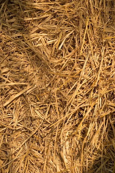 Dry yellow hay — Stock Photo, Image