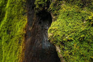 Ağaçta yetişen yeşil yosun.
