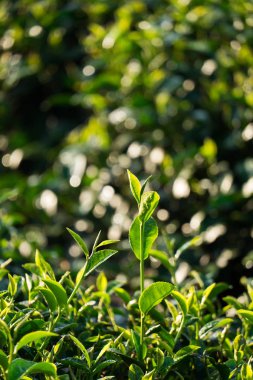 yeşil çay yaprakları