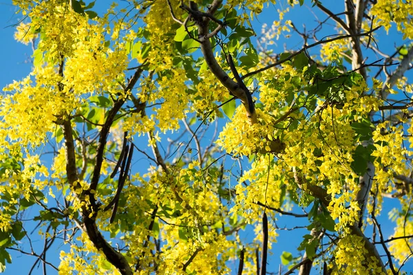 Золотые цветы Таиланда — стоковое фото