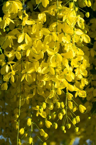 Thai golden flowers