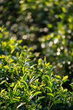 yeşil çay yaprakları