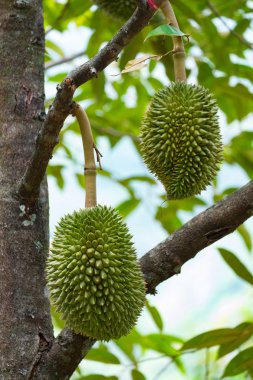 taze genç durian