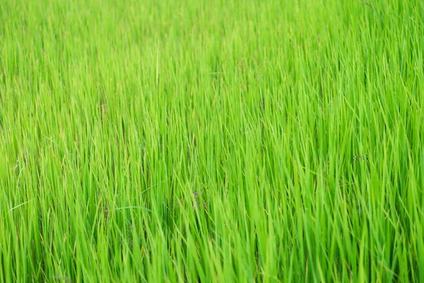 Green Paddy Rice — Stock Photo, Image