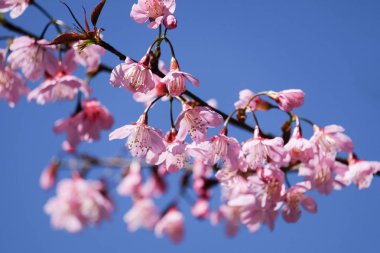 vahşi Himalaya kiraz