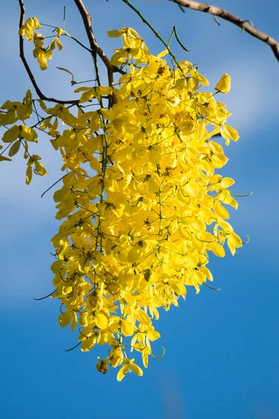 Chuveiro dourado tailandês — Fotografia de Stock