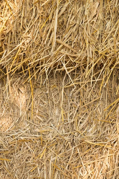 Dry yellow hay — Stock Photo, Image