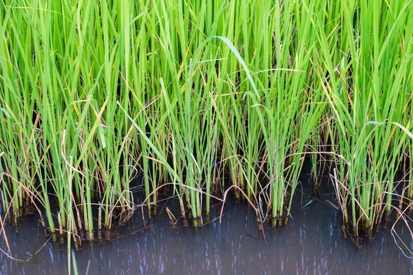 Green  Paddy Rice — Stock Photo, Image