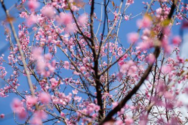 vahşi Himalaya kiraz