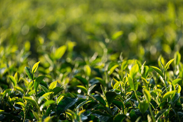 fresh green tea leaves