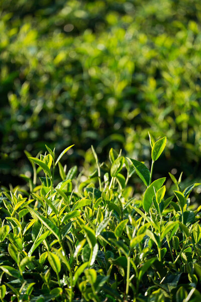 fresh green tea leaves