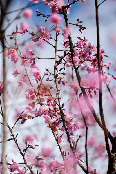 Wild Himalayan Cherry — Stock Photo, Image