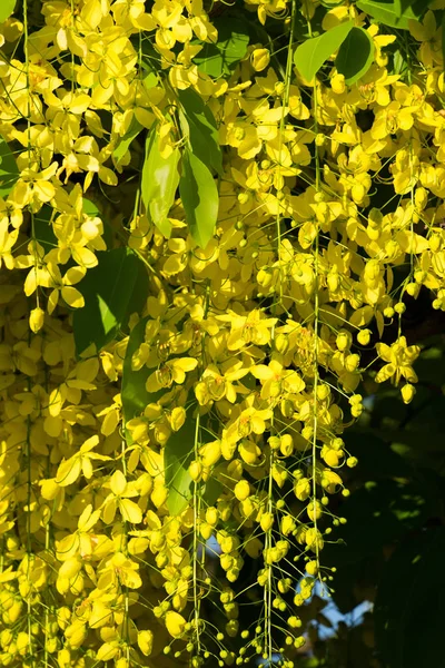 Chuveiro dourado tailandês — Fotografia de Stock