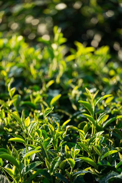 yeşil çay yaprakları