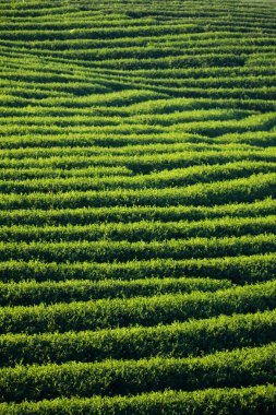 yeşil çay saç ekimi