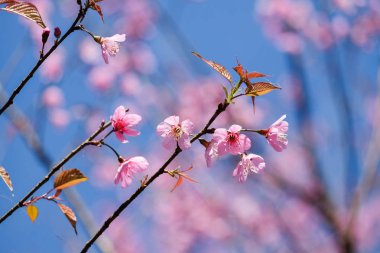 vahşi Himalaya kiraz