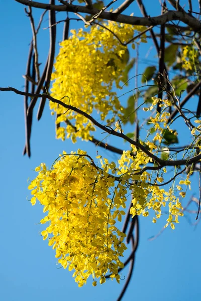 Chuveiro dourado — Fotografia de Stock