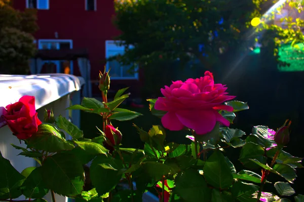 Vacker Rosa Ros Trädgård — Stockfoto