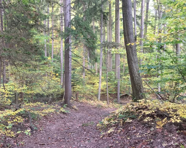 A path through an enchanted forest, with golden underbrush and tall trees. This image speaks of new paths and new beginnings. Mental clarity solitude concepts healthy outdoor living, hiking trail adventures, one with nature.