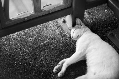 Sokakta beyaz kedi Asleep