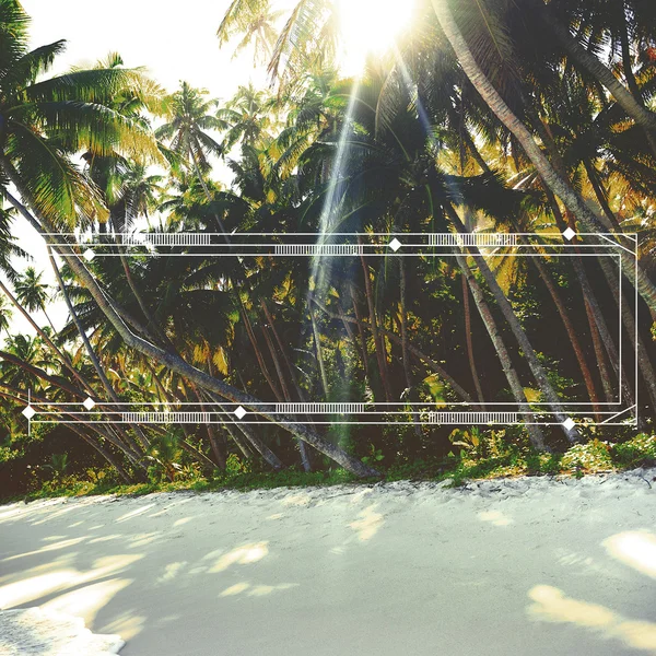 열 대 나무와 햇빛 — 스톡 사진