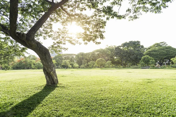 树和草的夏天公园 — 图库照片