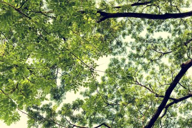 Parkta Bahar, ağaçlar,