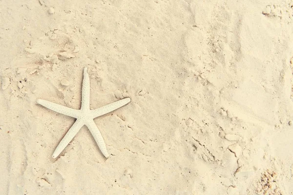 Estrela-do-mar na areia de verão — Fotografia de Stock