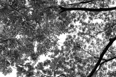 Parkta Bahar, ağaçlar,