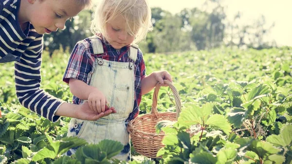 Children gathering strawberry — Stock Photo, Image