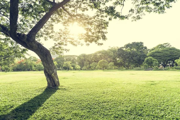 Árboles y hierba en el parque de verano —  Fotos de Stock