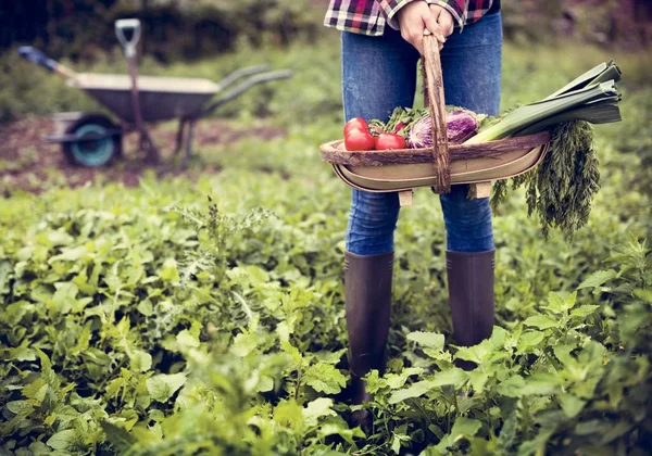 Kvinna anläggning korg med grönsaker — Stockfoto