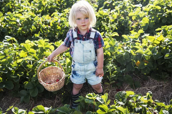 Małe dziecko ogrodnictwo w dziedzinie — Zdjęcie stockowe