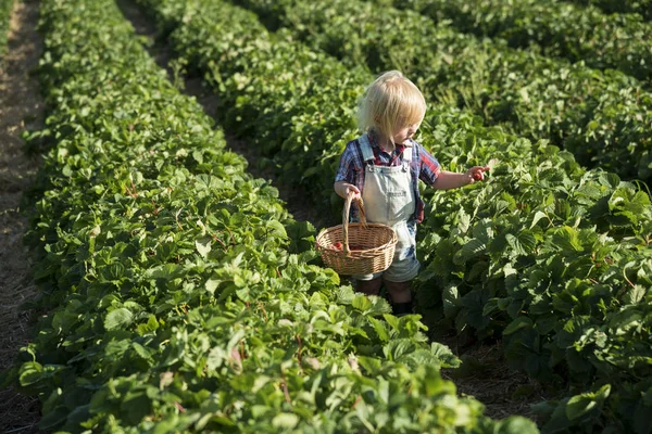 Pequena criança jardinagem no campo — Fotografia de Stock