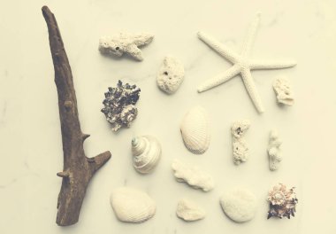 Deniz yıldızı ve Seashell kapat