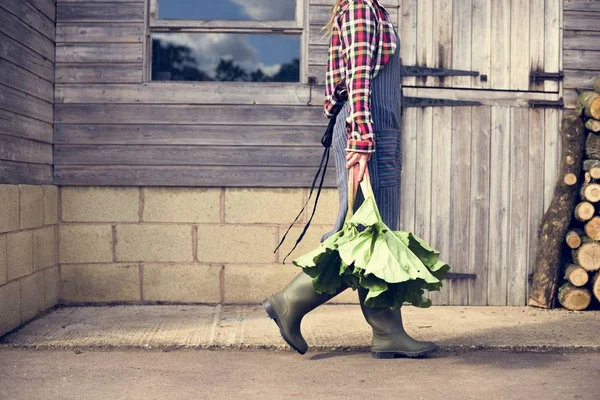 Femme tenant une plante rustique — Photo