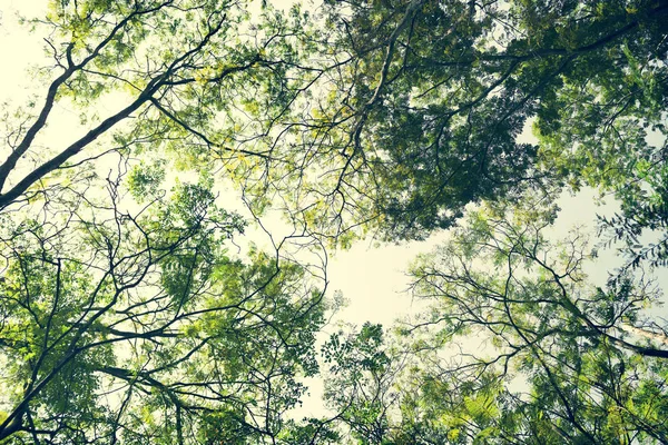 Arbres dans la forêt tranquille — Photo