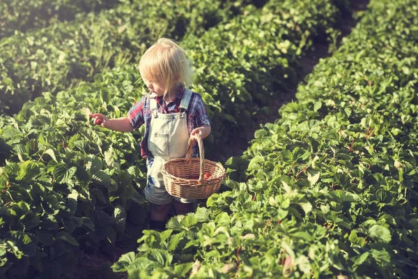 Malé dítě zahradnictví v poli — Stock fotografie
