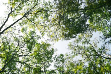 Sakin ormandaki ağaçlar 