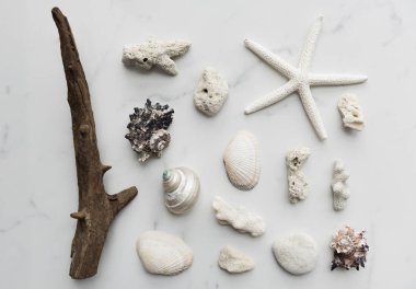 Deniz yıldızı ve Seashell kapat