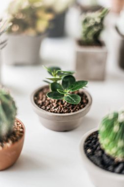 Dekoratif yeşil bitkiler