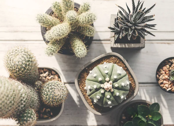 Cactus en macetas sobre fondo de madera —  Fotos de Stock