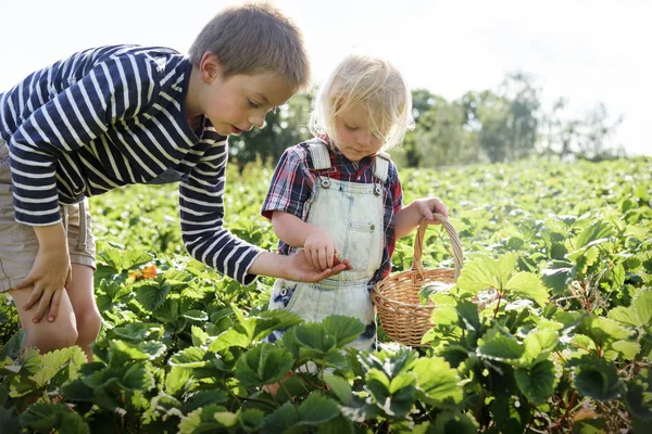 Kids collecting strawberries — Stock Photo, Image