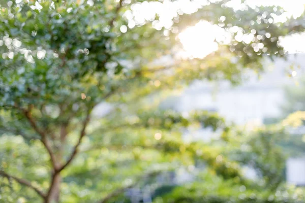 Grüne Blätter am Baum — Stockfoto