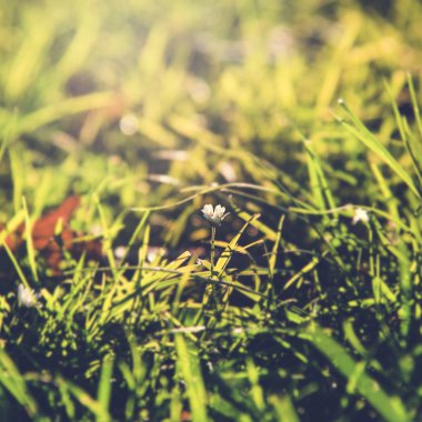  Yeşil çimen ile tarlada çiçekler