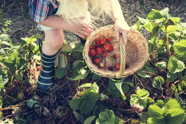 Μικρό αγόρι συλλογή καλλιεργειών — Φωτογραφία Αρχείου